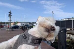 Hundesalon Susi & Strolch