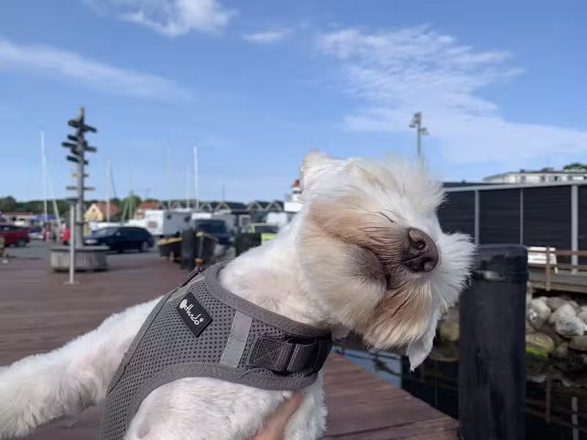 Hundesalon Susi & Strolch