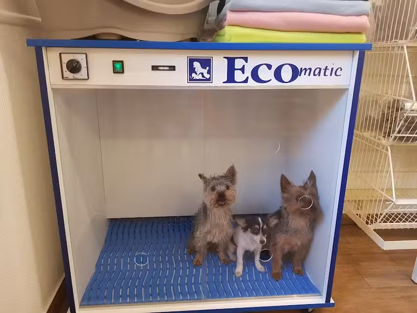 Hundesalon Tieroase Irene Schmid