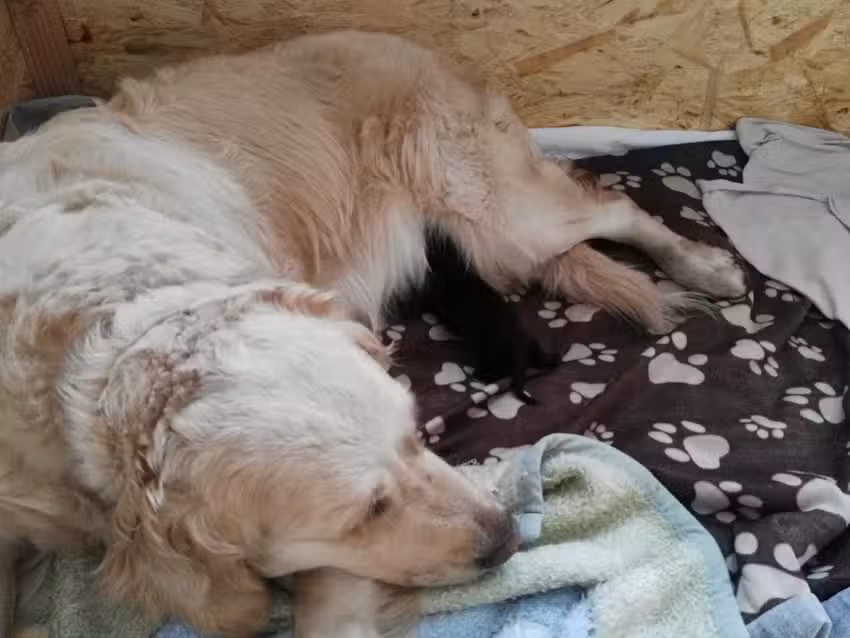 Hundesalon und Katzenfris&ouml;r Pudelwohl