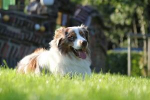 Hundesalon Watt&rsquo;n Gl&uuml;ck Inh. Melanie Maurer