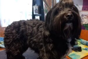 Hundestübchen „Doggy Style“