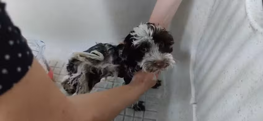 Hundest&uuml;bchen Wau-Wau