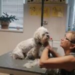 Ihr Hundefriseur