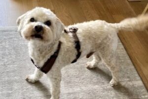 Jessy’s Hundefriseur mit Salon vor Ort und auch mobil.