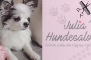 Julia’s Hundesalon