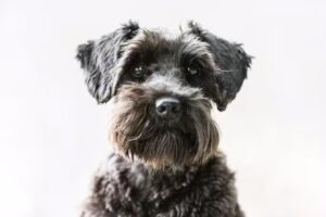 Kathis Hundesalon Straubenhardt