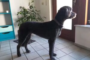 Kleine Hexe Hundesalon