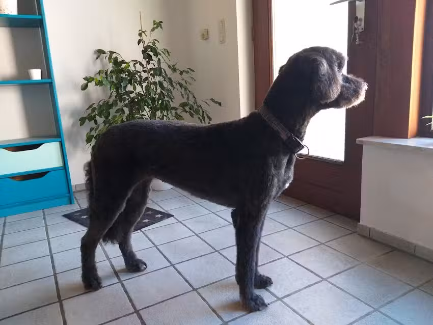 Kleine Hexe Hundesalon