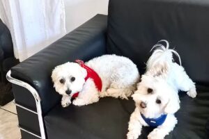 Le chien Hundesalon Sandra