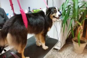 Liebling’s Friseur – Manuela Scholl