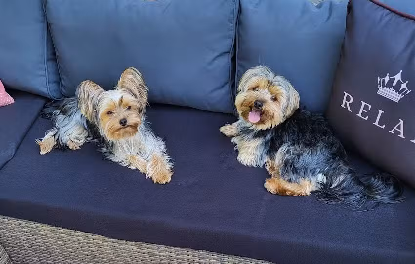 Lieb&rsquo;s Hundest&uuml;bchen &ndash; Hundesalon & Katzensalon