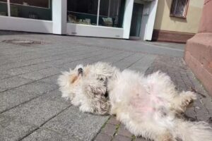 McPet Beautysalon für Hunde und Katzen