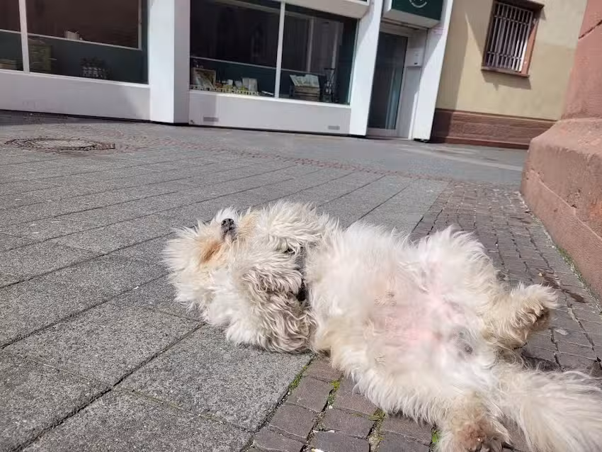 McPet Beautysalon f&uuml;r Hunde und Katzen