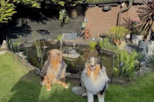 Mic´s Hunde-Oase Hundefriseur Wegberg