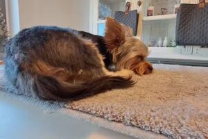 Milo & Mabel Hundefriseur Scheyern