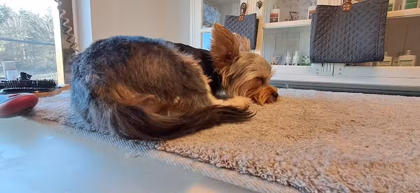 Milo & Mabel Hundefriseur Scheyern