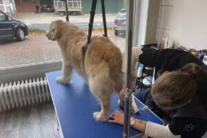 Mopsfidel Hundesalon