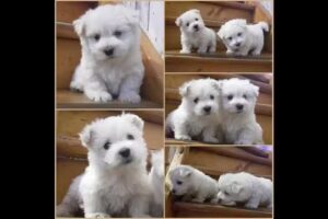 Nice Dog – Hundesalon – West-Highland-White-Terrier