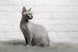 Petras Friseurboutiqe