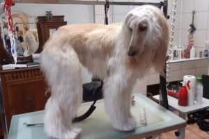 Pflegesalon und Boutique „By Aramis Dog & Cat“