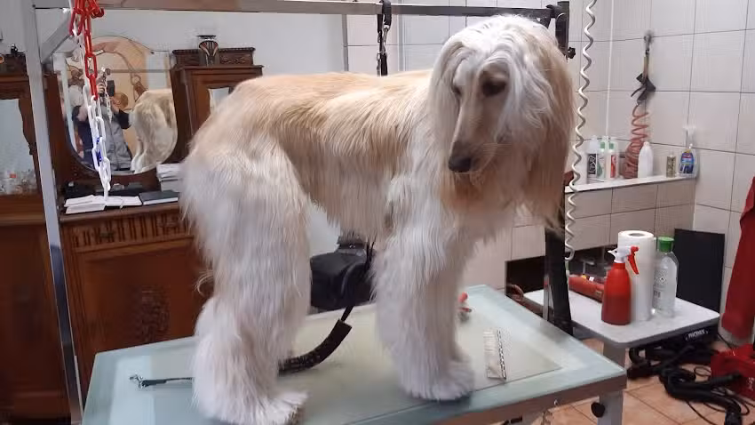 Pflegesalon und Boutique &bdquo;By Aramis Dog & Cat&ldquo;