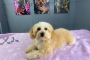 Rico Kleintier Friseur Salon Affing