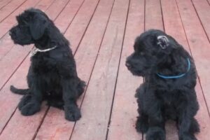 riesenschnauzer-zwergschnauzer züchten – Hundefriseur