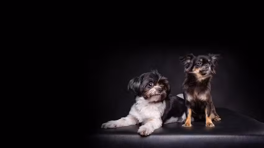 rosie and sam Hundesalon