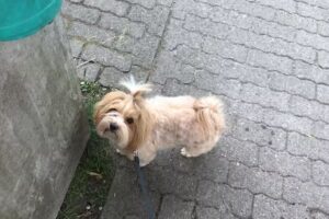 Salon Beauty Dog-Inh. Christiane Mundt