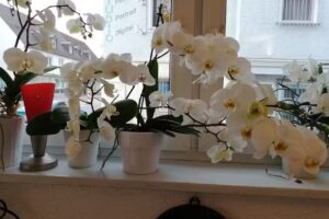 Salon Fashion Garden