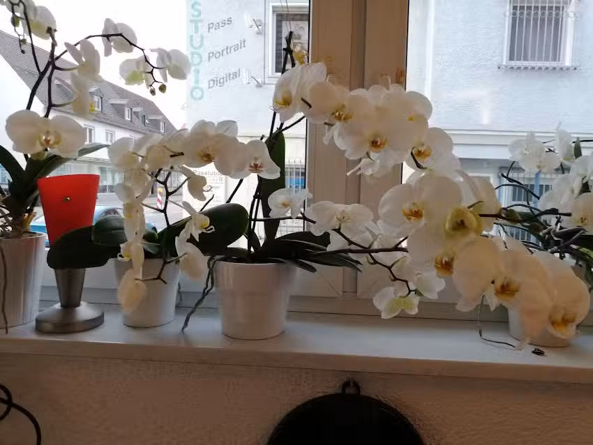 Salon Fashion Garden