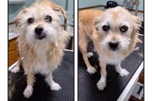 Sarah’s Fellsalon – Hundefriseur