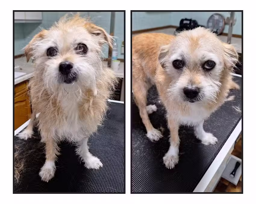 Sarah&rsquo;s Fellsalon &ndash; Hundefriseur