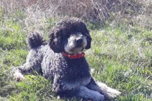 Schön!gemacht – Hundefriseur