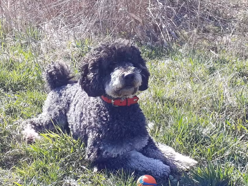 Sch&ouml;n!gemacht &ndash; Hundefriseur