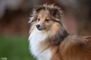 Scooby’s Mobiler Hundesalon