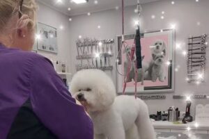 STARDOG Janine de Laporte