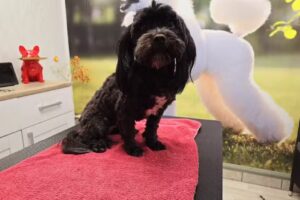 Susanne Novotny Hundesalon