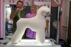 Trixie´s Trimmdeele, Inh. Silvia Abeling