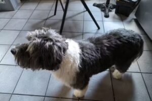 Wau Wau Beauty Hundefriseur
