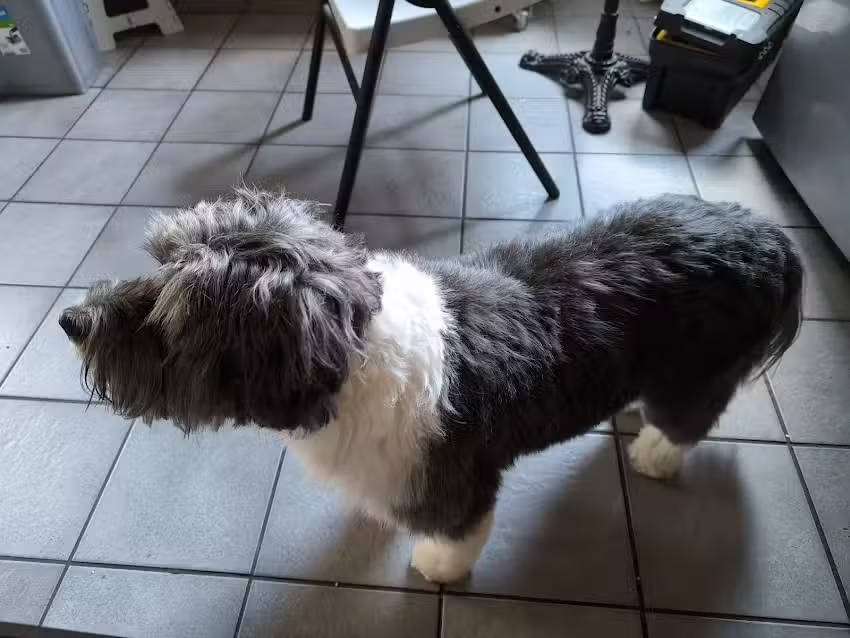 Wau Wau Beauty Hundefriseur